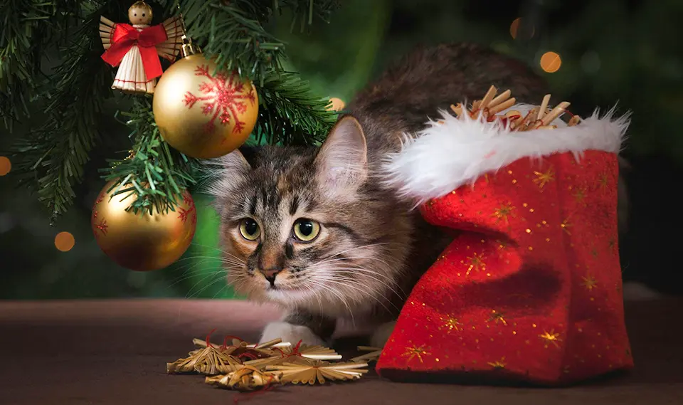 A cat lurks underneath a Christmas tree.